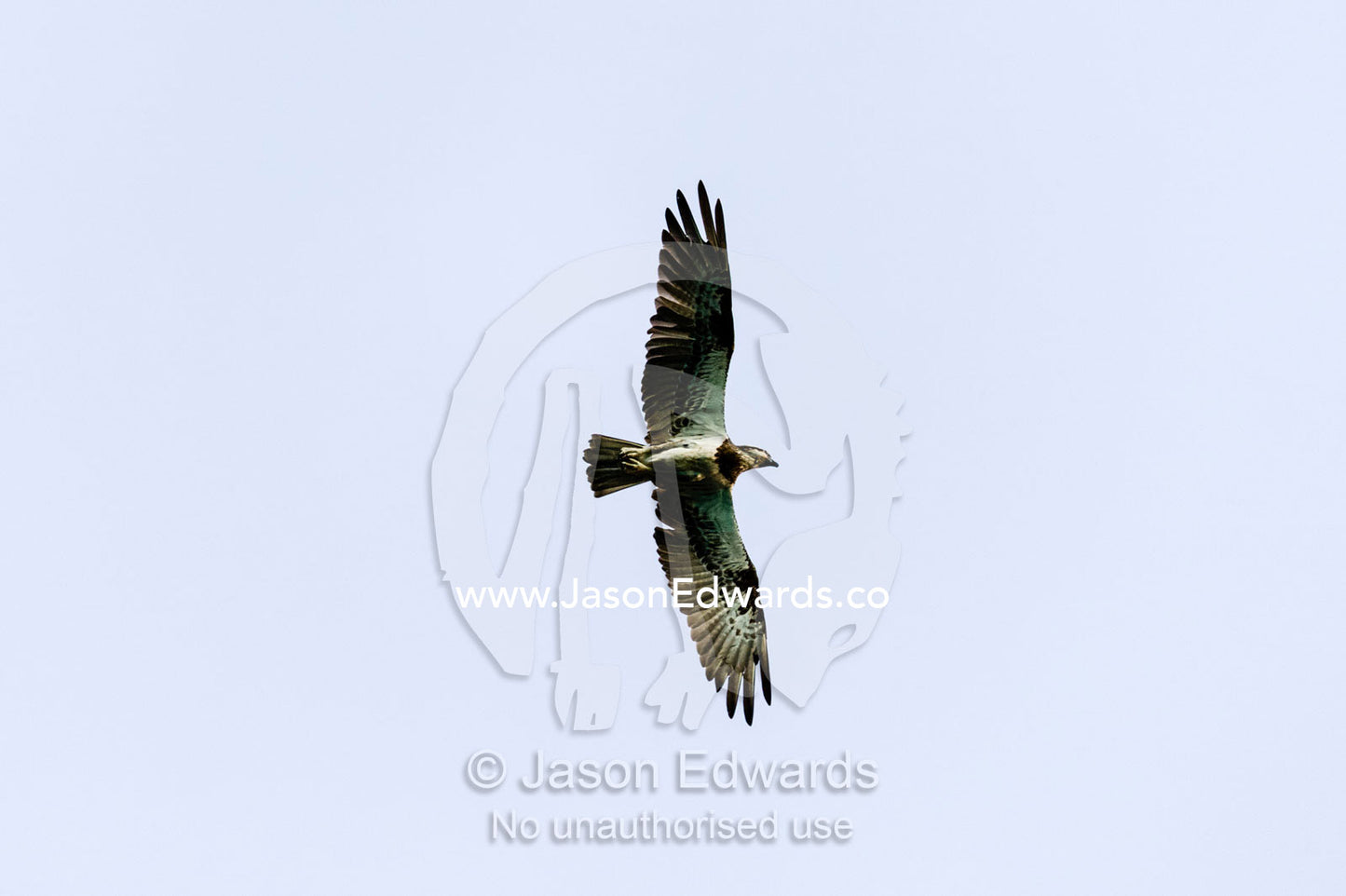 An Eastern Osprey soaring through the sky on thermals from the desert coastline. Slug Island, Buccaneer Archipelago, Kimberley Coast, Western Australia, Australia.