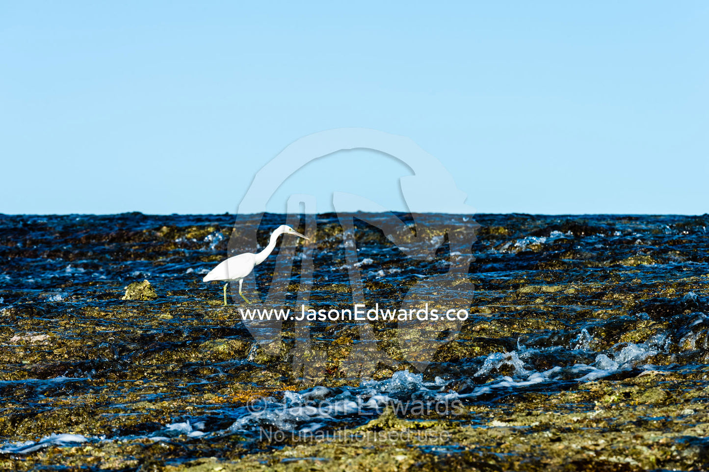 An Eastern Reef Egret hunting for prey on an exposed reef at low tide. Montgomery Reef, Camden Sound, Kimberley Coast, Western Australia, Australia.