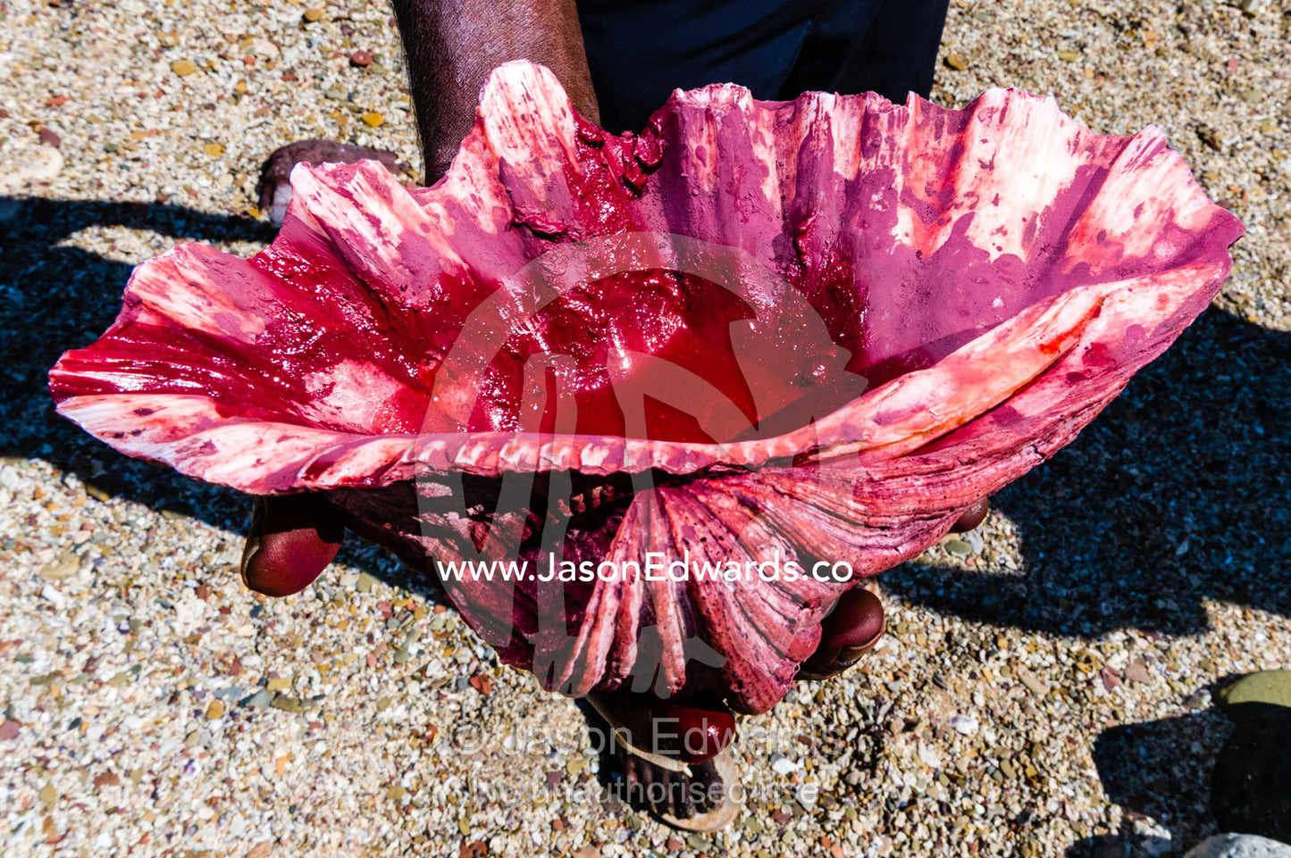 A clam shell filled with burgundy ochre for an Aboriginal face painting ceremony. Raft Point, Doubtful Bay, Buccaneer Archipelago, Kimberley Coast, Western Australia, Australia.