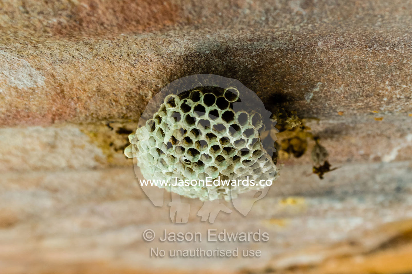 A Paper Wasp nest beneath a sandstone cliff overhang. Raft Point, Doubtful Bay, Buccaneer Archipelago, Kimberley Coast, Western Australia, Australia.