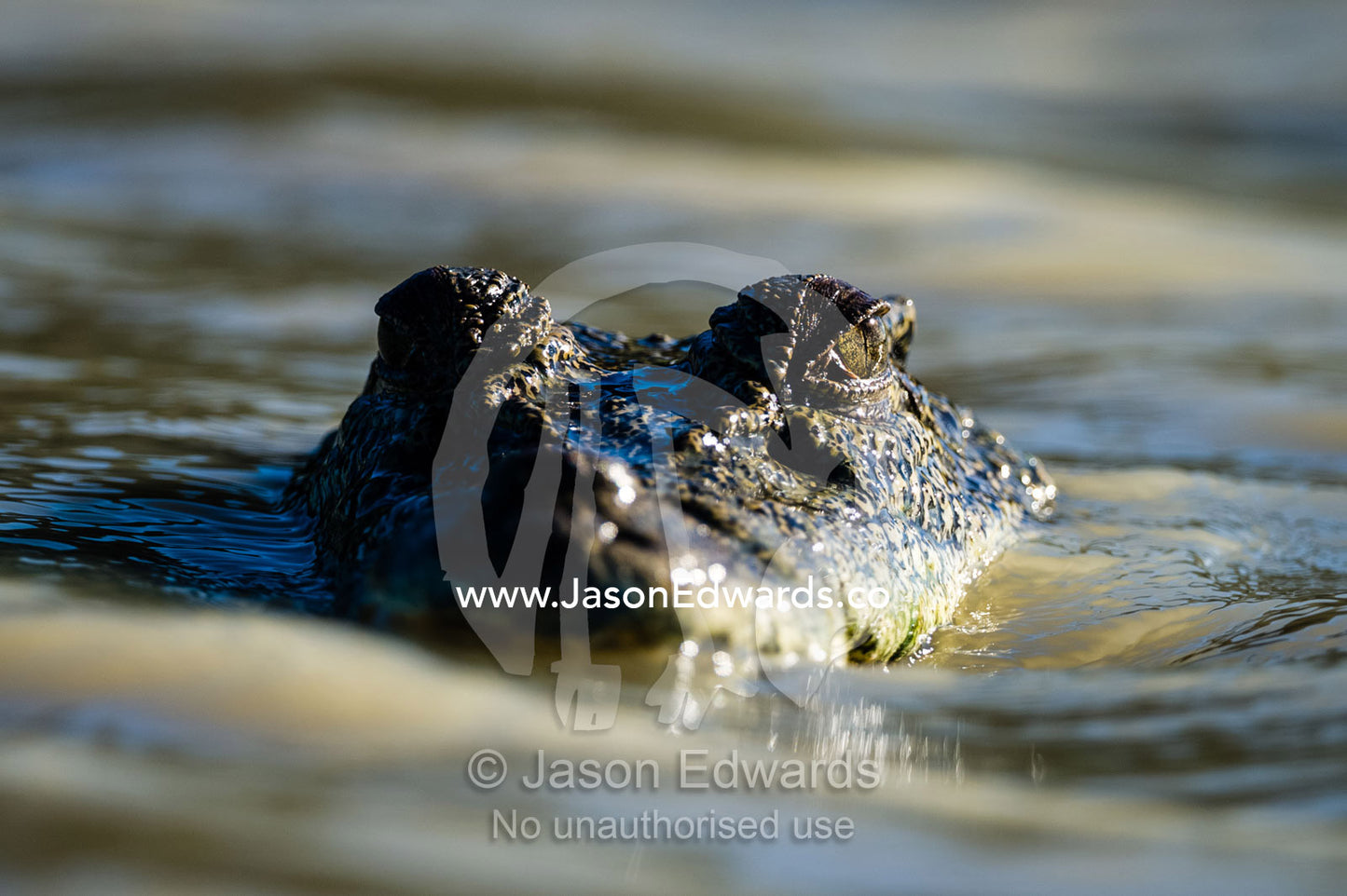 The menacing stare of a Saltwater Crocodile swimming in a murky river. Porosus Creek, Hunter River, Kimberley Coast, Western Australia, Australia.