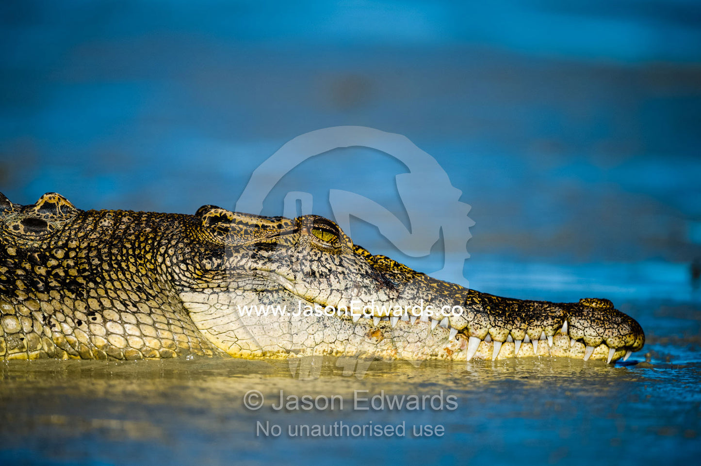 The head and jaws of a Saltwater Crocodile sun basking on a mangrove mud flat at low tide. Porosus Creek, Hunter River, Kimberley Coast, Western Australia, Australia.