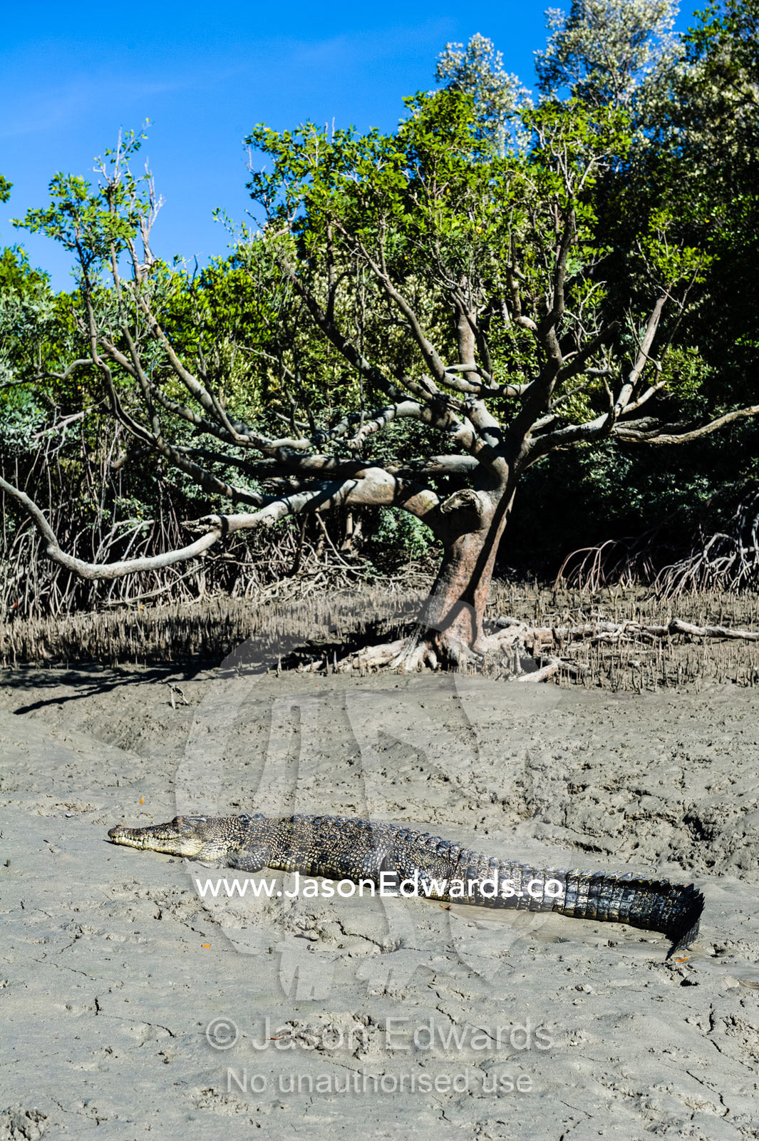 A Saltwater Crocodile sun basking on a mangrove mud flat at low tide. Porosus Creek, Hunter River, Kimberley Coast, Western Australia, Australia.