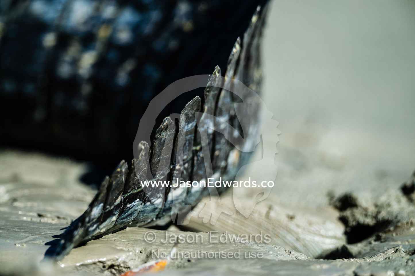 The tail scutes and scales of a Saltwater Crocodile. Porosus Creek, Hunter River, Kimberley Coast, Western Australia, Australia.