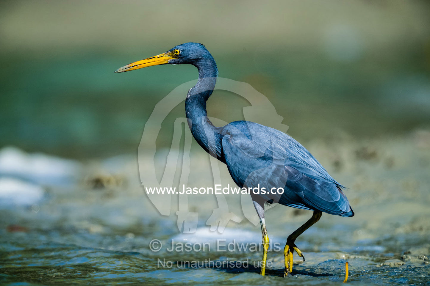 An Eastern Reef Egret hunting for prey along a mangrove forest at low tide. Porosus Creek, Hunter River, Kimberley Coast, Western Australia, Australia.