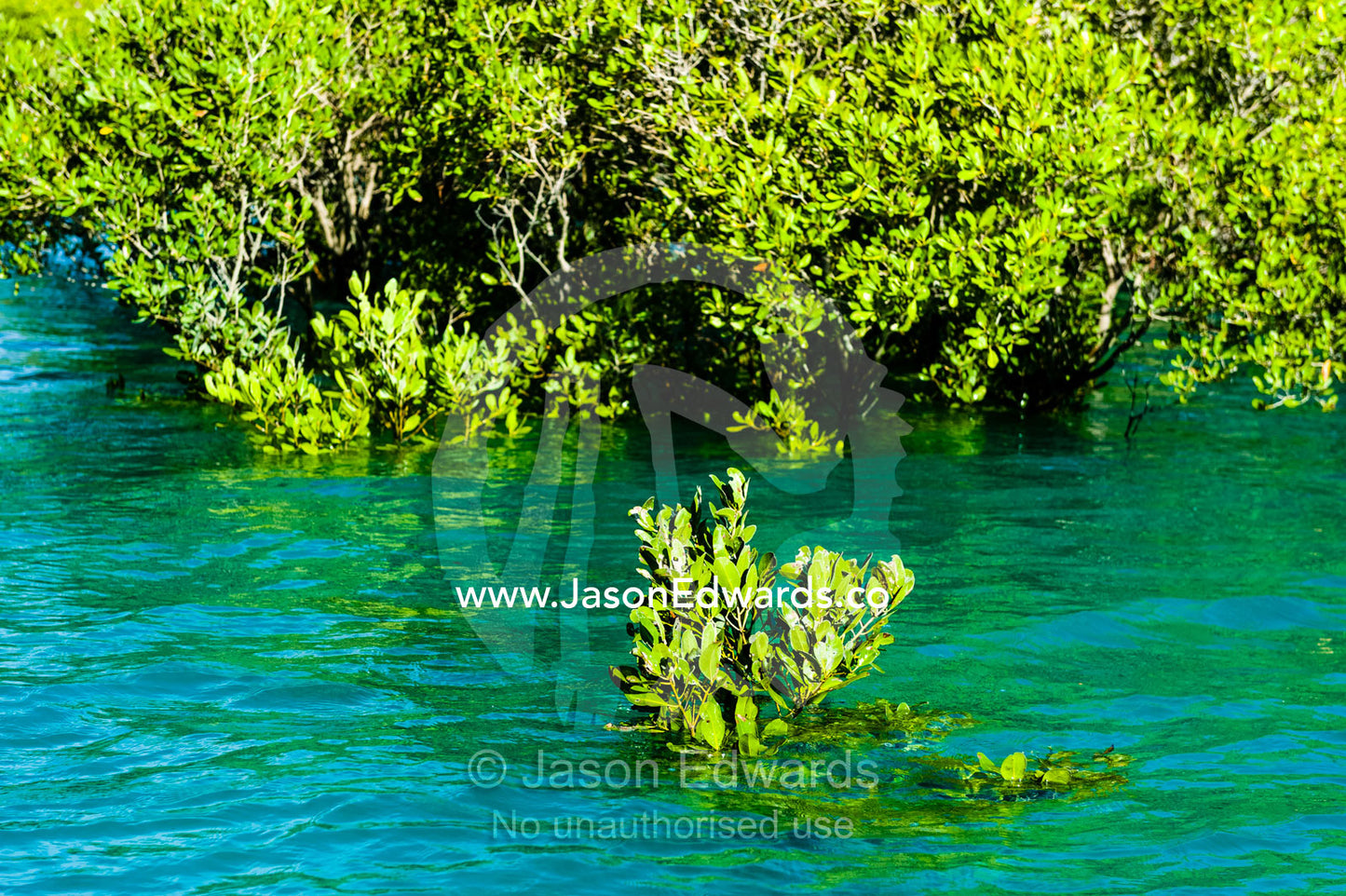 A mangrove forest submerged by the ocean at high tide. Prince Frederick Harbour, Kimberley Coast, Western Australia, Australia.