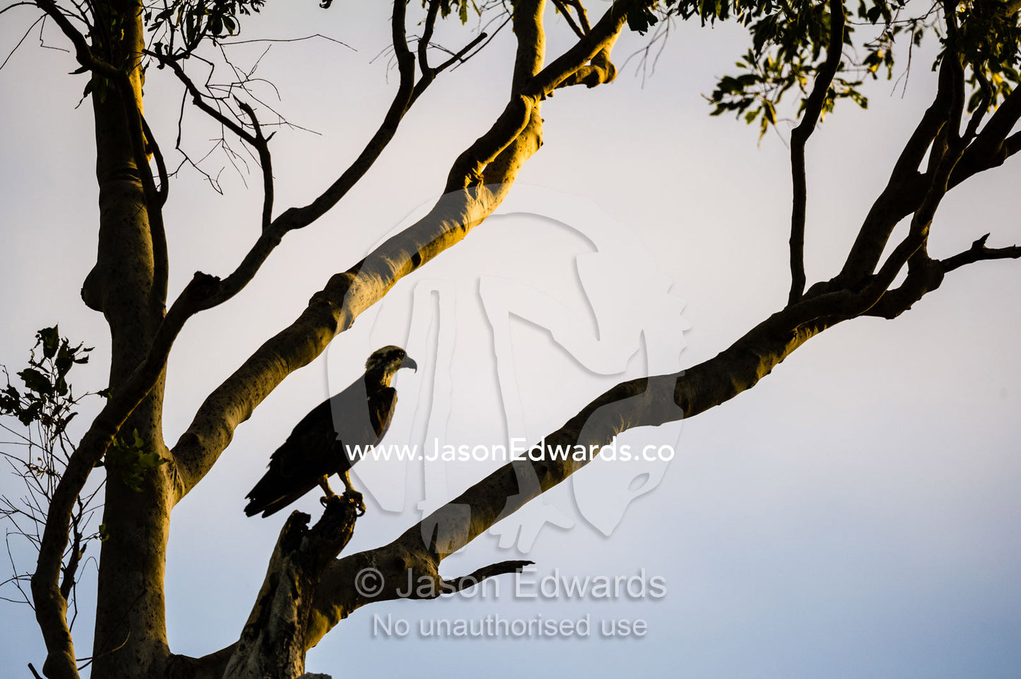 The silhouette of an Eastern Osprey roosting in a tree at sunset. Prince Frederick Harbour, Kimberley Coast, Western Australia, Australia.