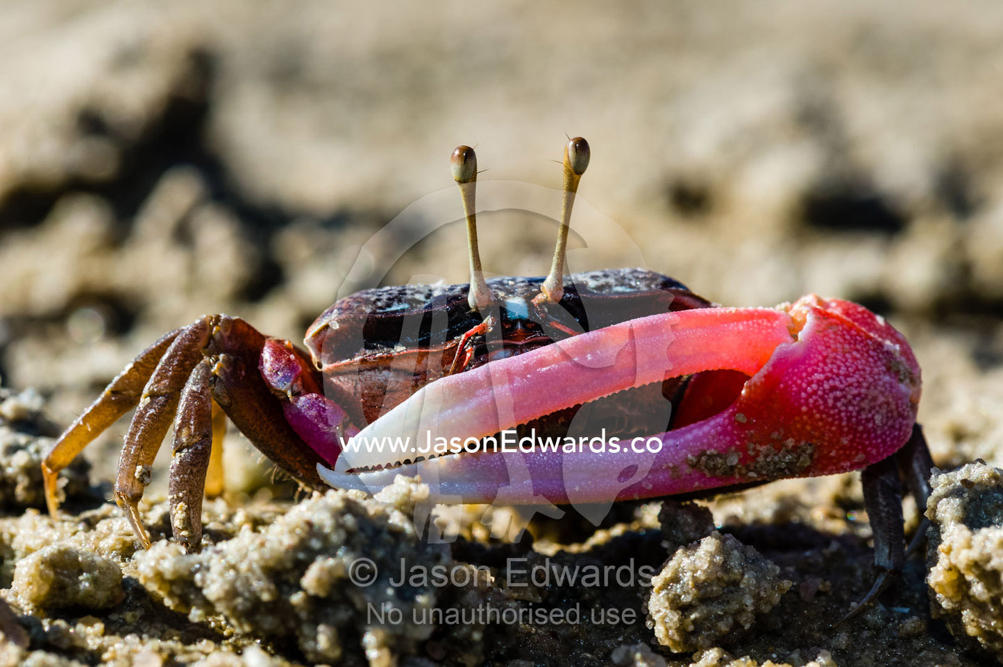 The bright pink claw of a male Fiddler Crab used for defense on a tidal flat. Jar Island, Vansittart Bay, Kimberley Coast, Western Australia, Australia.