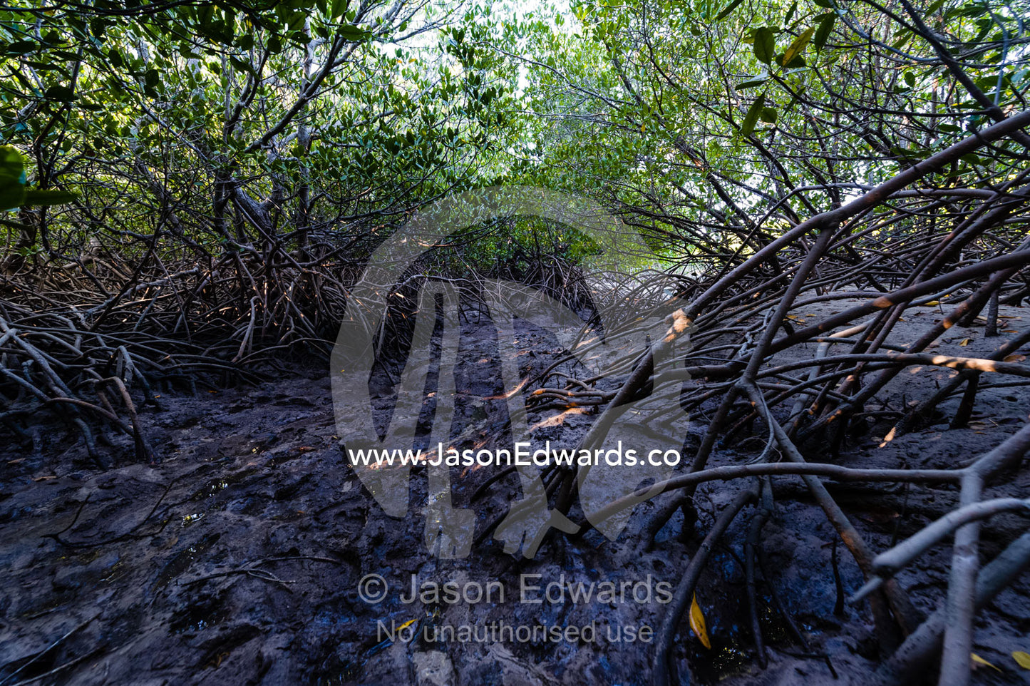 The aerial roots of Red Mangrove trees in the mud of a tidal marsh exposed at low tide in a Saltwater Crocodile lair. Jar Island, Vansittart Bay, Kimberley Coast, Western Australia, Australia.