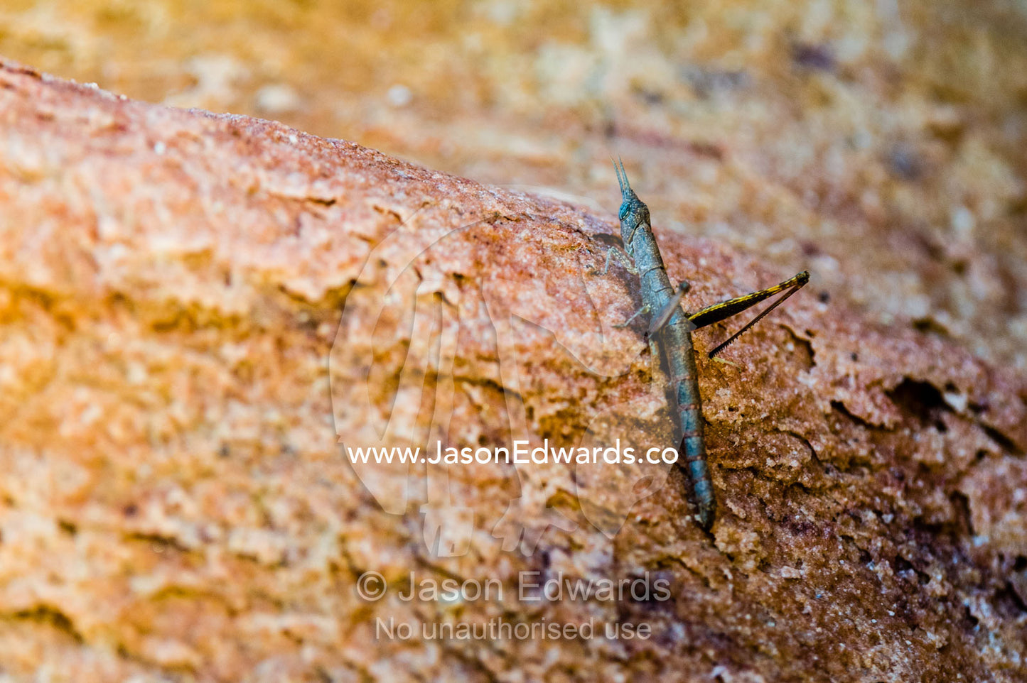 A grasshopper resting on a sandstone cliff above the ocean. Calamity Bay, Koolama Bay, Kimberley Coast, Western Australia, Australia.
