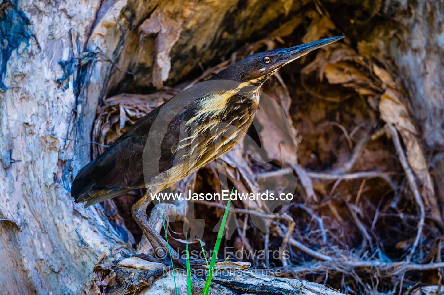 A Black Bittern sheltering among tree roots on a riverbank. Ord River Floodplain, Kimberley Coast, Western Australia, Australia.