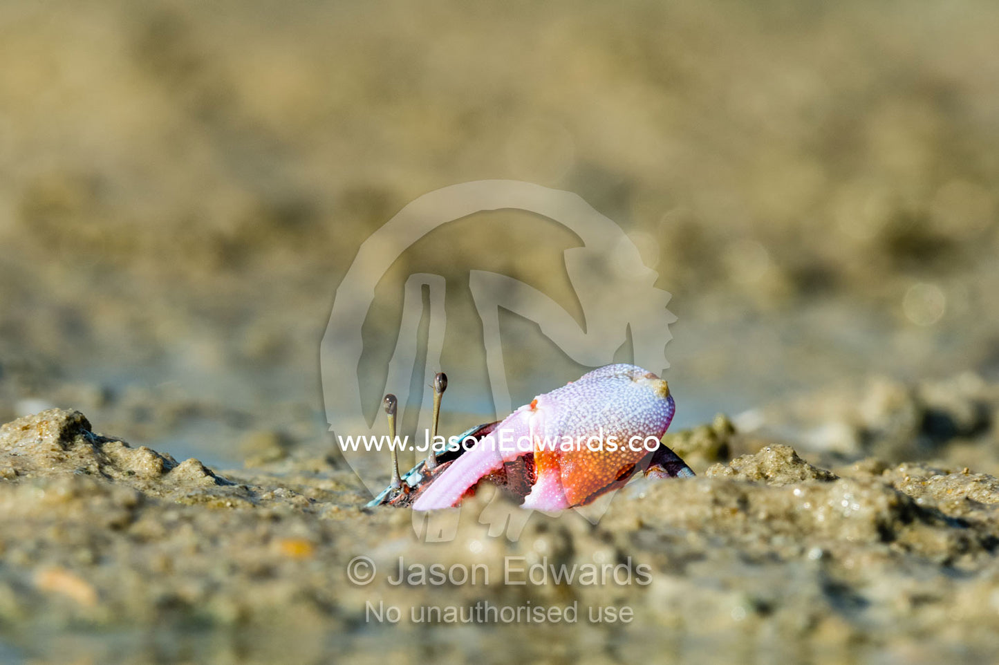 A male Fiddler Crab guarding the entrance to his burrow with a large claw. Jar Island, Vansittart Bay, Kimberley Coast, Western Australia, Australia.