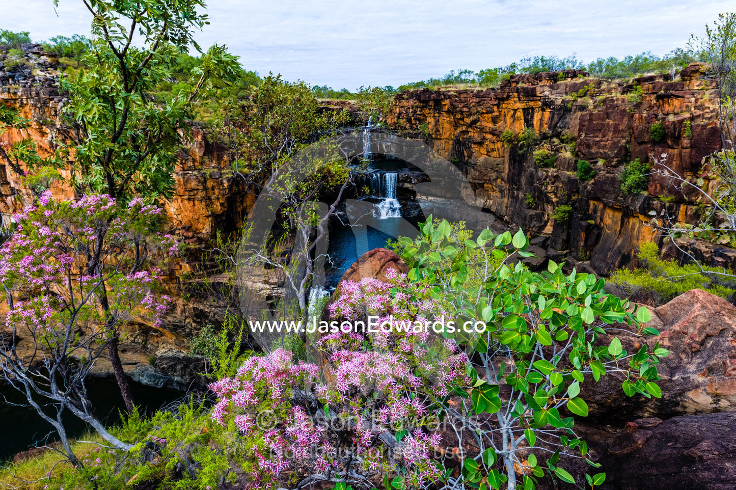 The Mitchell River cascades down sandstone tiers in waterfalls behind Turkey Bush flowers. Mitchell Falls, Mitchell River National Park, Mitchell Plateau, Kimberley Coast, Western Australia, Australia.
