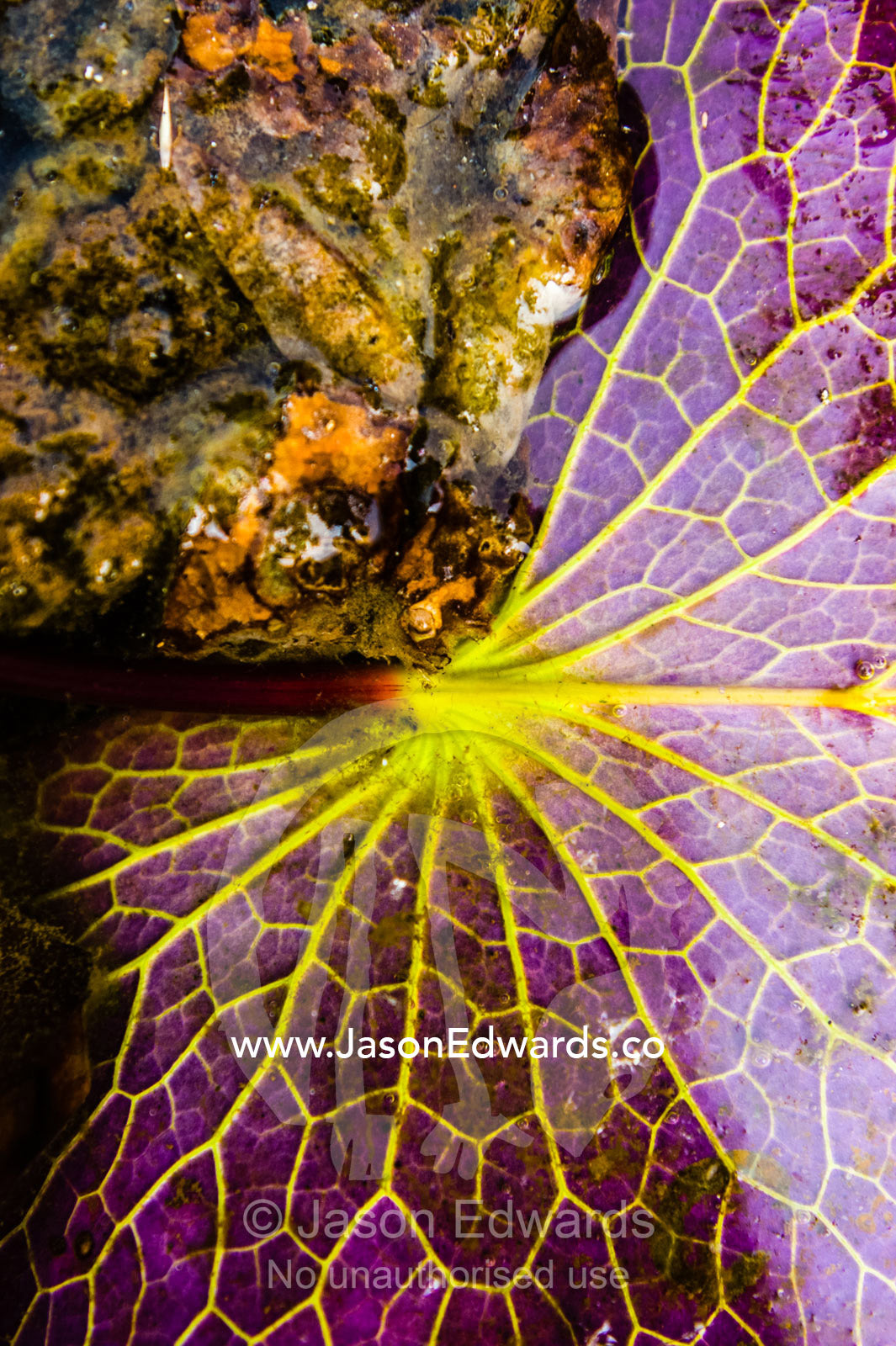 The yellow veins and burgundy underside of a Blue Water Lily leaf. Mitchell River, Mitchell River National Park, Mitchell Plateau, Kimberley Coast, Western Australia, Australia.