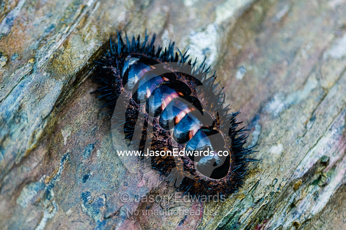 A Chiton, Acanthopleura spinosa, clinging to a rock at low tide. Slug Island, Buccaneer Archipelago, Kimberley Coast, Western Australia, Australia.