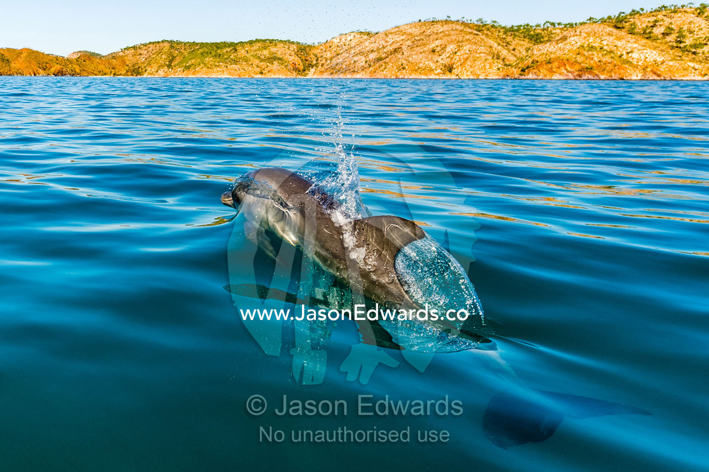 An Indo-Pacific Bottlenose Dolphin leaps from the warm sea off a desert coastline. near Cockatoo Island, Yampi Sound, Buccaneer Archipelago, Kimberley Coast, Western Australia, Australia.