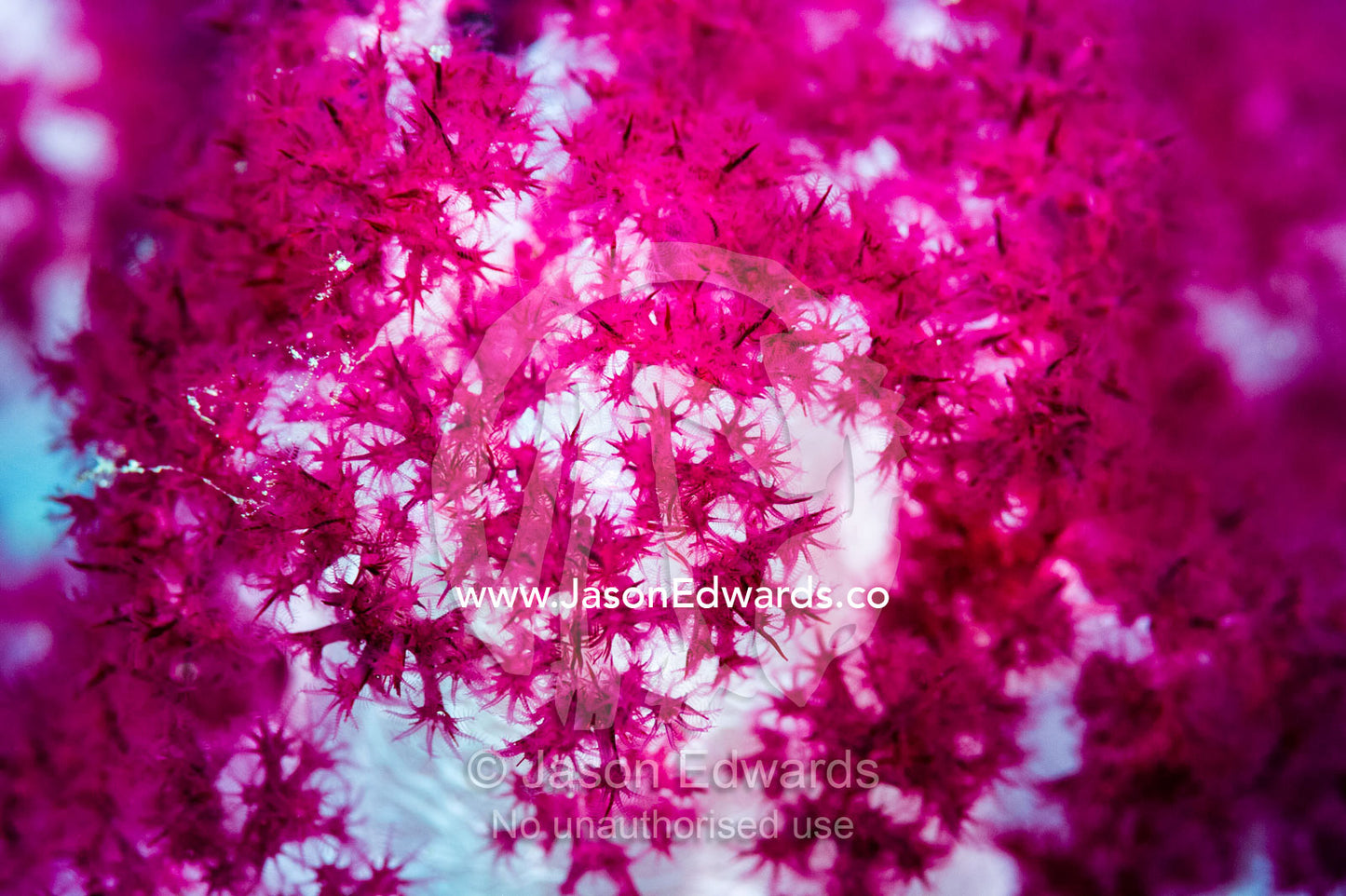 The sclerites in this soft coral are visible in the translucent tissue of the coral. Alyui Bay, Waigeo Island, West Papua Province, Raja Ampat, Indonesia.