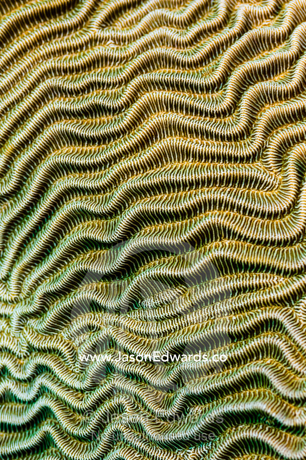 The linear wave textured surface of a hard coral on a tropical reef. Alyui Bay, Waigeo Island, West Papua Province, Raja Ampat, Indonesia.