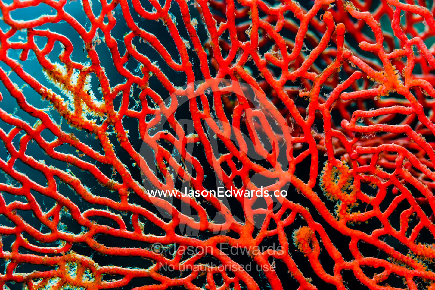 The bright red fragile lattice of a Gorgonian Sea Fan on the wall of a coral reef. Alyui Bay, Waigeo Island, West Papua Province, Raja Ampat, Indonesia.