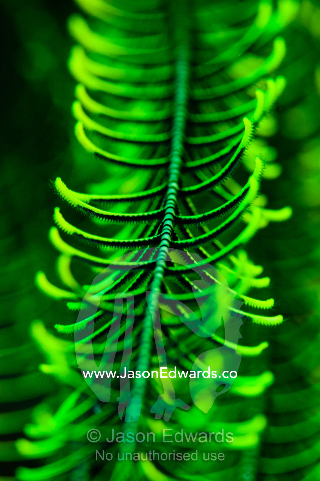 A close-up of the arm of a Feather Star filter feeding small particles of food. Alyui Bay, Waigeo Island, West Papua Province, Raja Ampat, Indonesia.