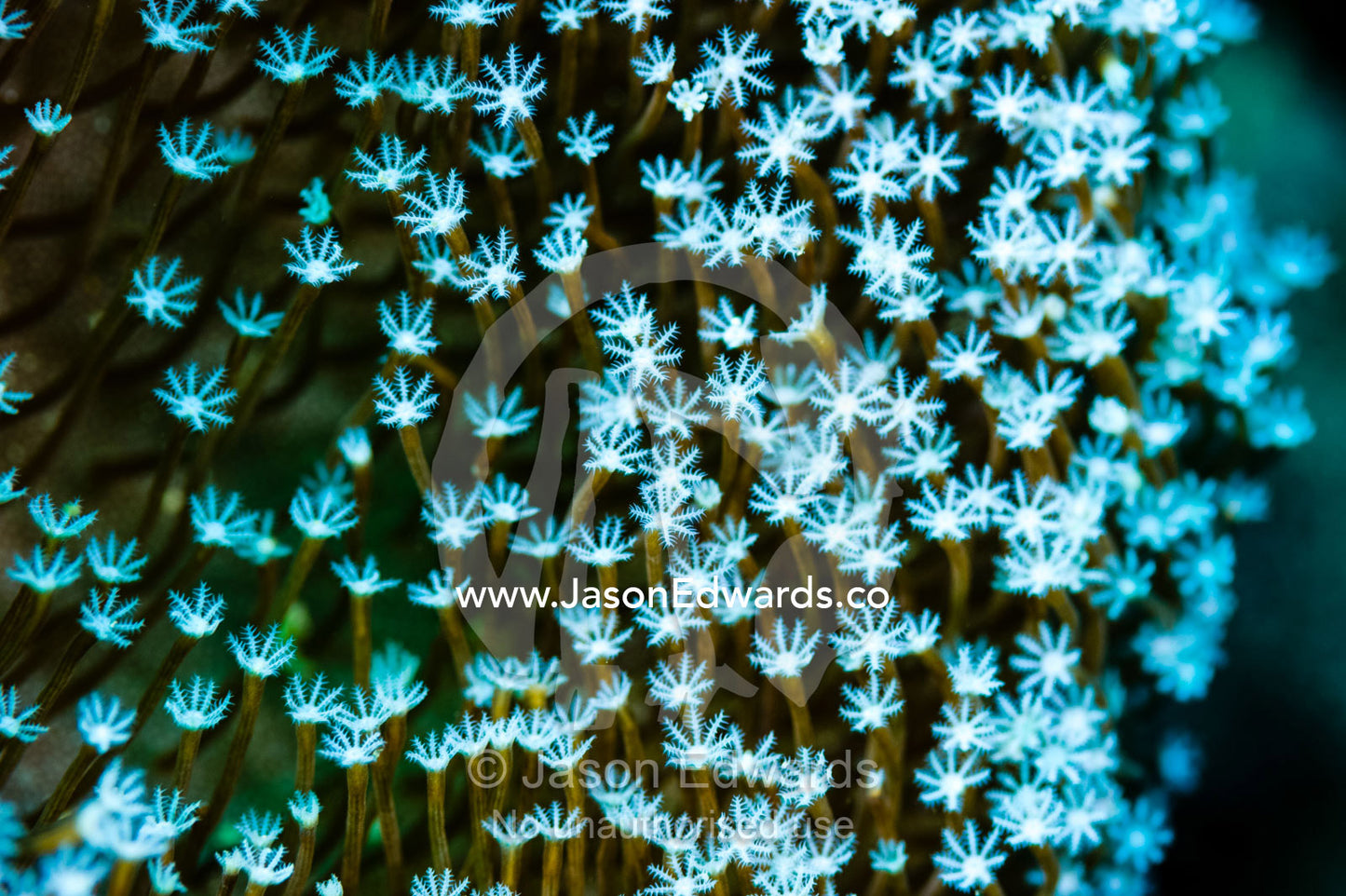 A cluster of feeding polyps of a small soft coral on a reef. Alyui Bay, Waigeo Island, West Papua Province, Raja Ampat, Indonesia.