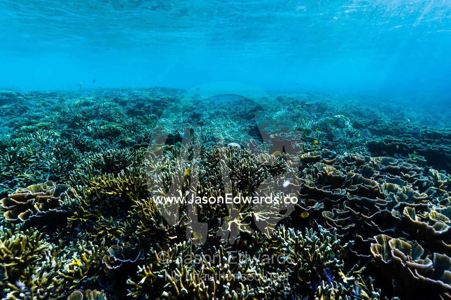 The surface of a hard coral reef in shallow tropical seas. Alyui Bay, Waigeo Island, West Papua Province, Raja Ampat, Indonesia.