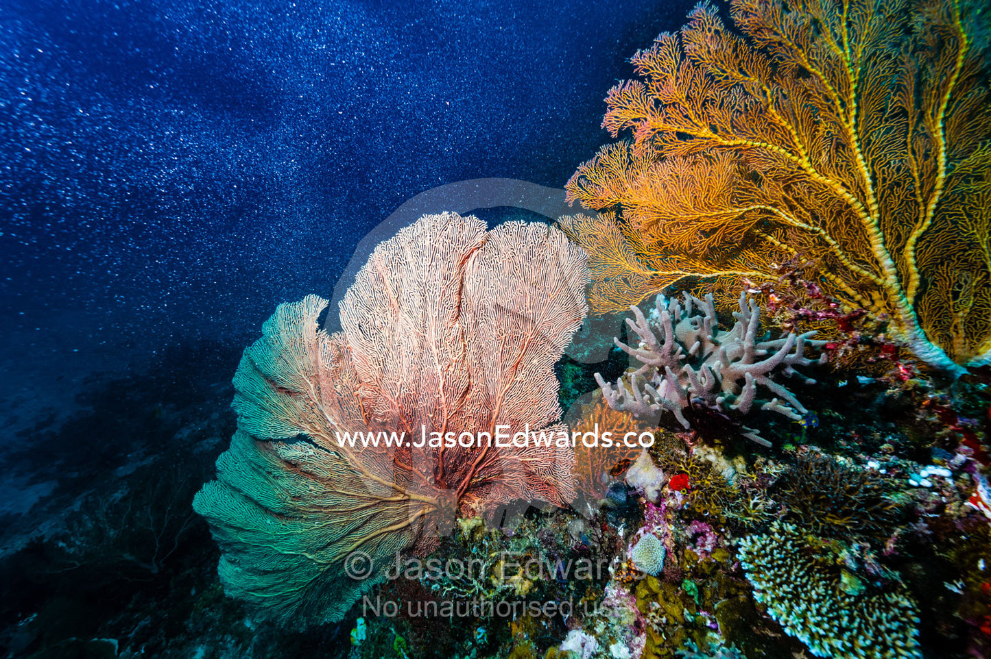 The bright red fragile lattice of a Gorgonian Sea Fan on the wall of a coral reef. Friwinbonda Island, Raja Ampat, Indonesia.