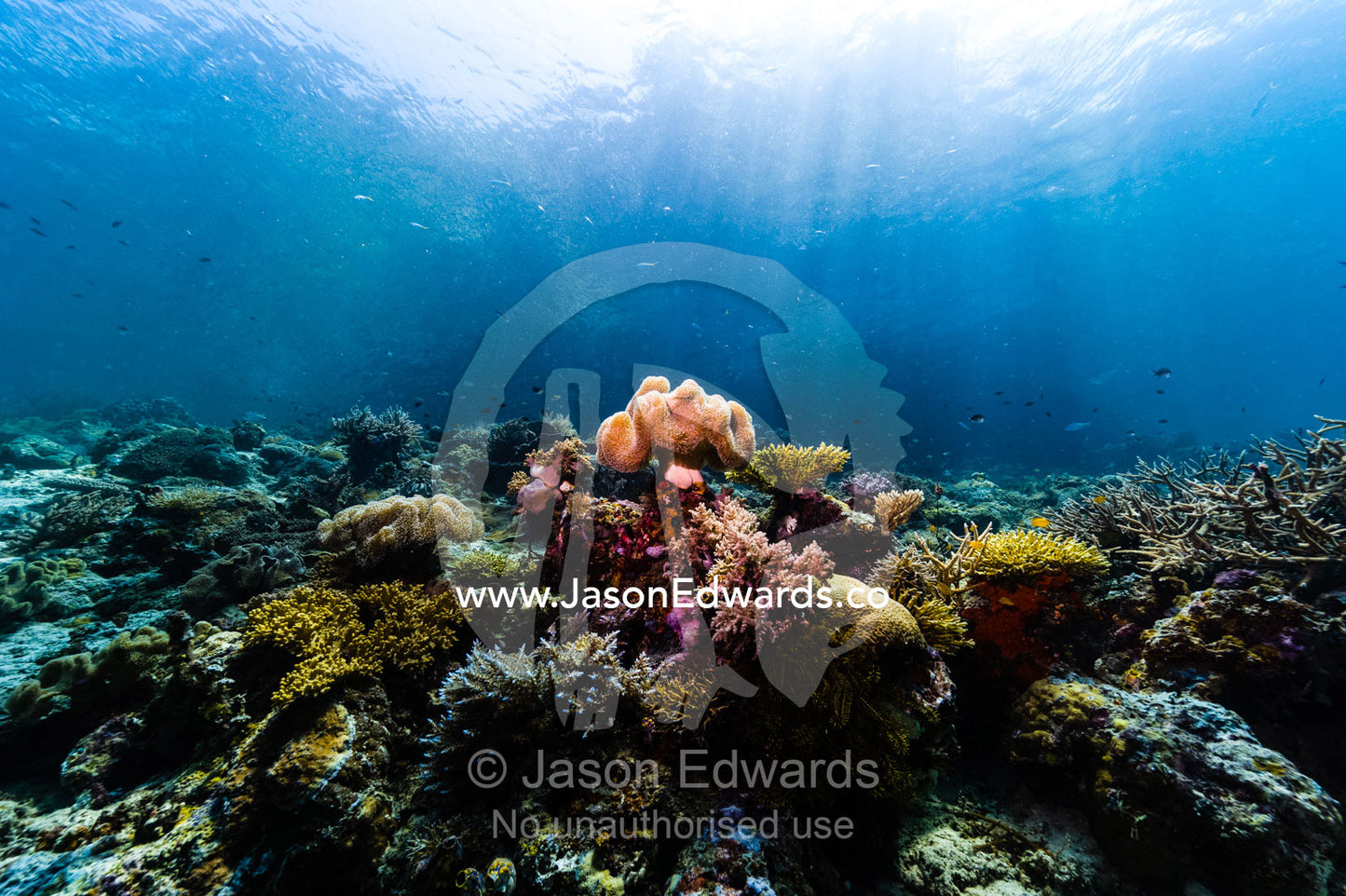 A large soft coral shaped like a toadstool and covered in feeding polyps rests atop a pristine reef in sunrays. Friwinbonda Island, Raja Ampat, Indonesia.