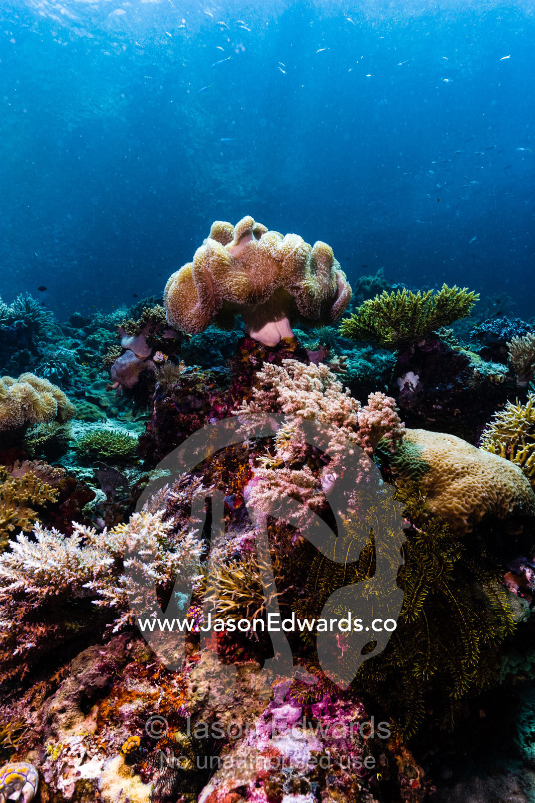 A large soft coral shaped like a toadstool and covered in feeding polyps rests atop a pristine reef in sunrays. Friwinbonda Island, Raja Ampat, Indonesia.