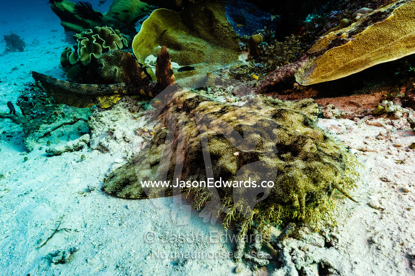The Tasselled Wobbegong can be readily identified by the fringe of dermal lobes on its head. Friwinbonda Island, Raja Ampat, Indonesia.