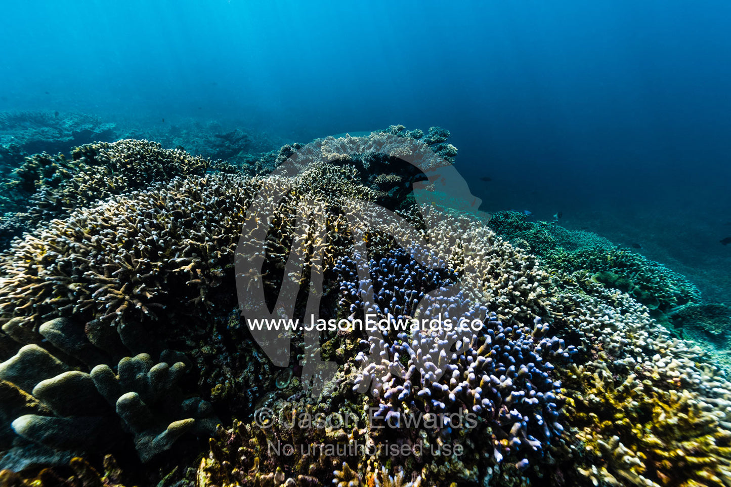 A pristine and healthy coral reef growing on top of a volcanic lava flow in a shallow tropical sea. Lava Flow, Banda Neira, Banda Islands, Maluku Province, Indonesia.