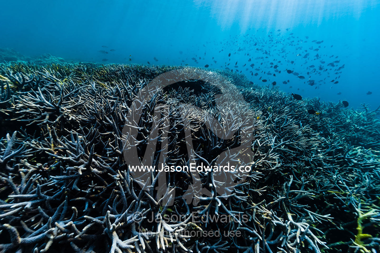 Shoals of reef fish swim in sunrays above a forest of pristine and healthy Staghorn Coral growing on top of a volcanic lava flow in a shallow tropical sea. Lava Flow, Banda Neira, Banda Islands, Maluku Province, Indonesia.