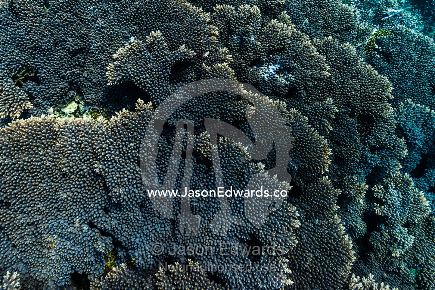 Layers of healthy Table Coral reef growing on top of a volcanic lava flow in a shallow tropical sea. Lava Flow, Banda Neira, Banda Islands, Maluku Province, Indonesia.