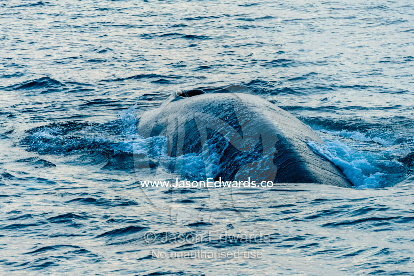 A gigantic Blue Whale surfaces to exhale and breathe through it's blowhole. Lava Flow, Banda Neira, Banda Islands, Maluku Province, Indonesia.