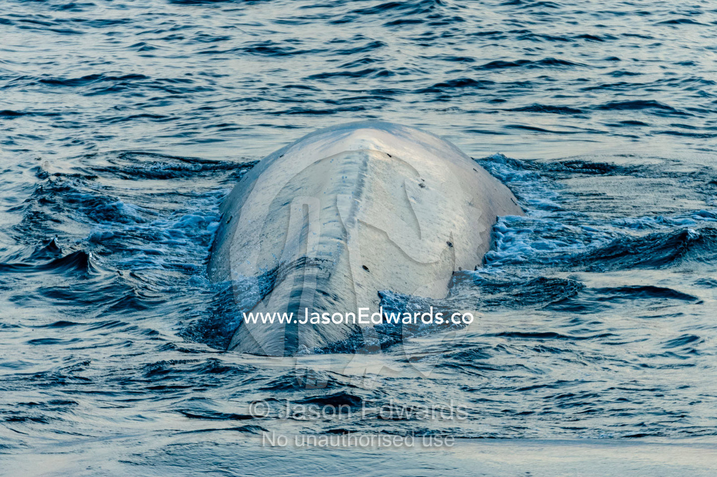 A gigantic Blue Whale surfaces to exhale and breathe through it's blowhole. Lava Flow, Banda Neira, Banda Islands, Maluku Province, Indonesia.