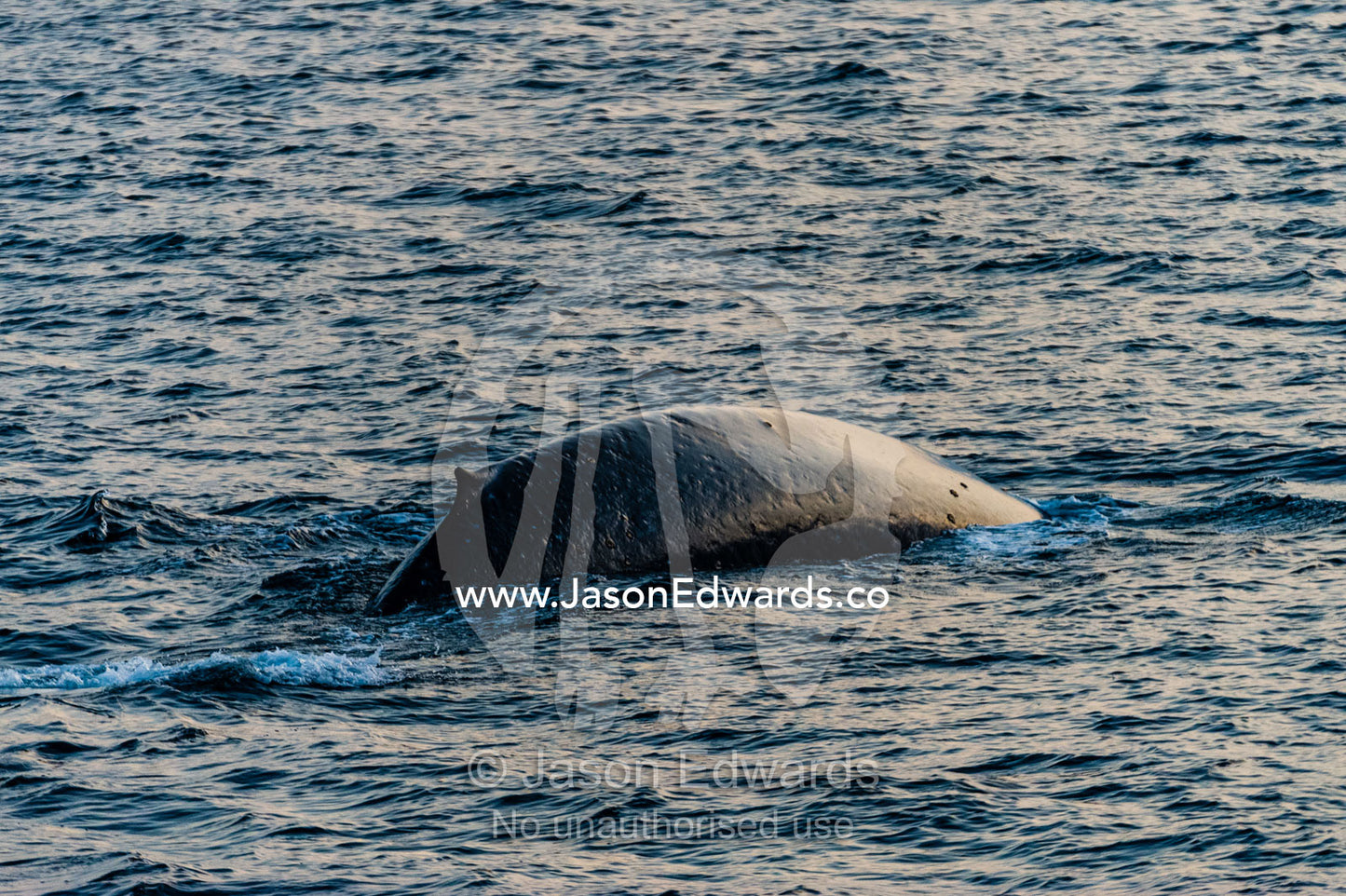 A gigantic Blue Whale arches it's back to dive beneath the ocean surface. Lava Flow, Banda Neira, Banda Islands, Maluku Province, Indonesia.