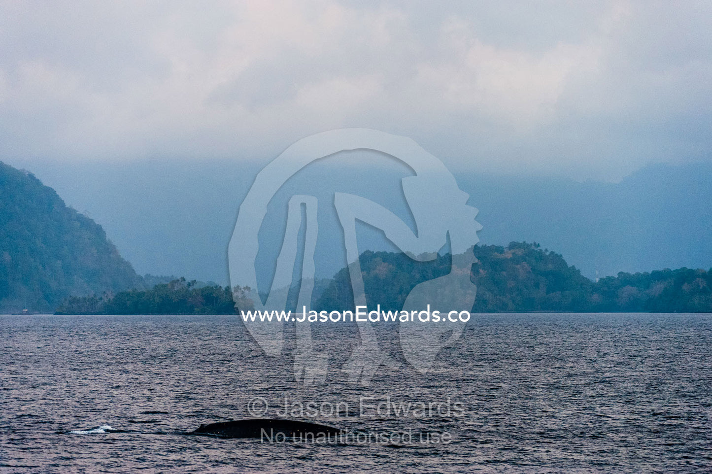 A gigantic Blue Whale arches it's back to dive beneath the ocean surface in front of a tropical island. Lava Flow, Banda Neira, Banda Islands, Maluku Province, Indonesia.
