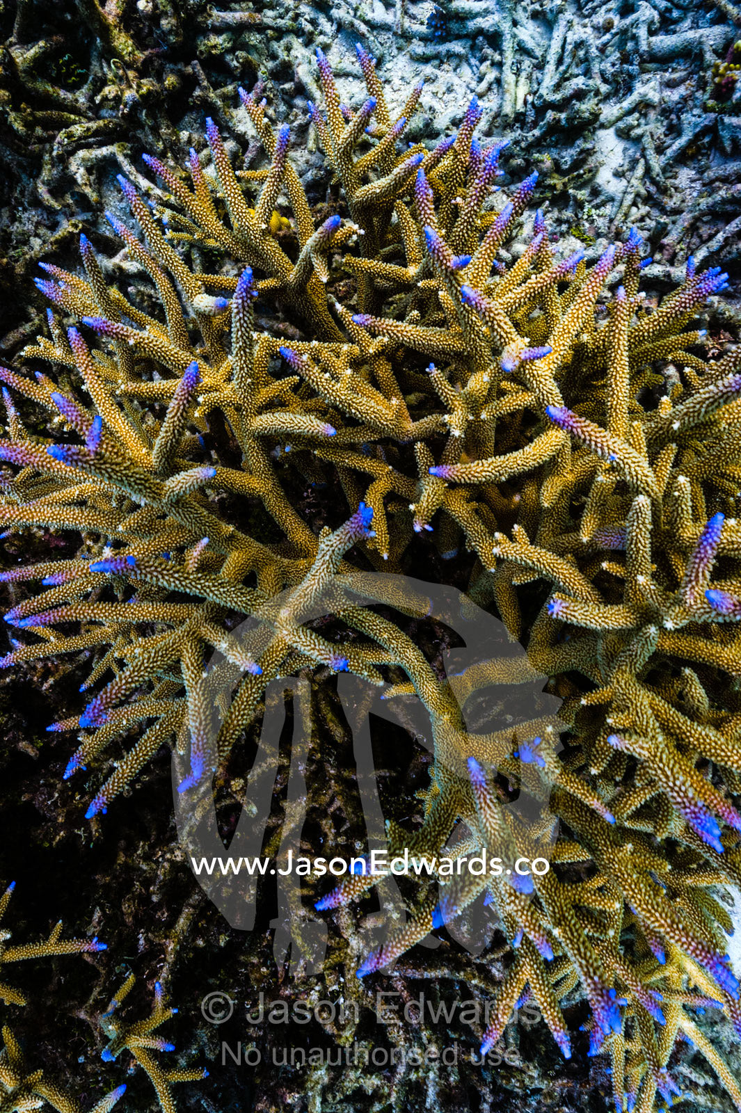 A Staghorn Coral colony with bright blue tips on a tropical reef. Fergusson Island, D'Entrecasteaux Islands, Papua New Guinea.