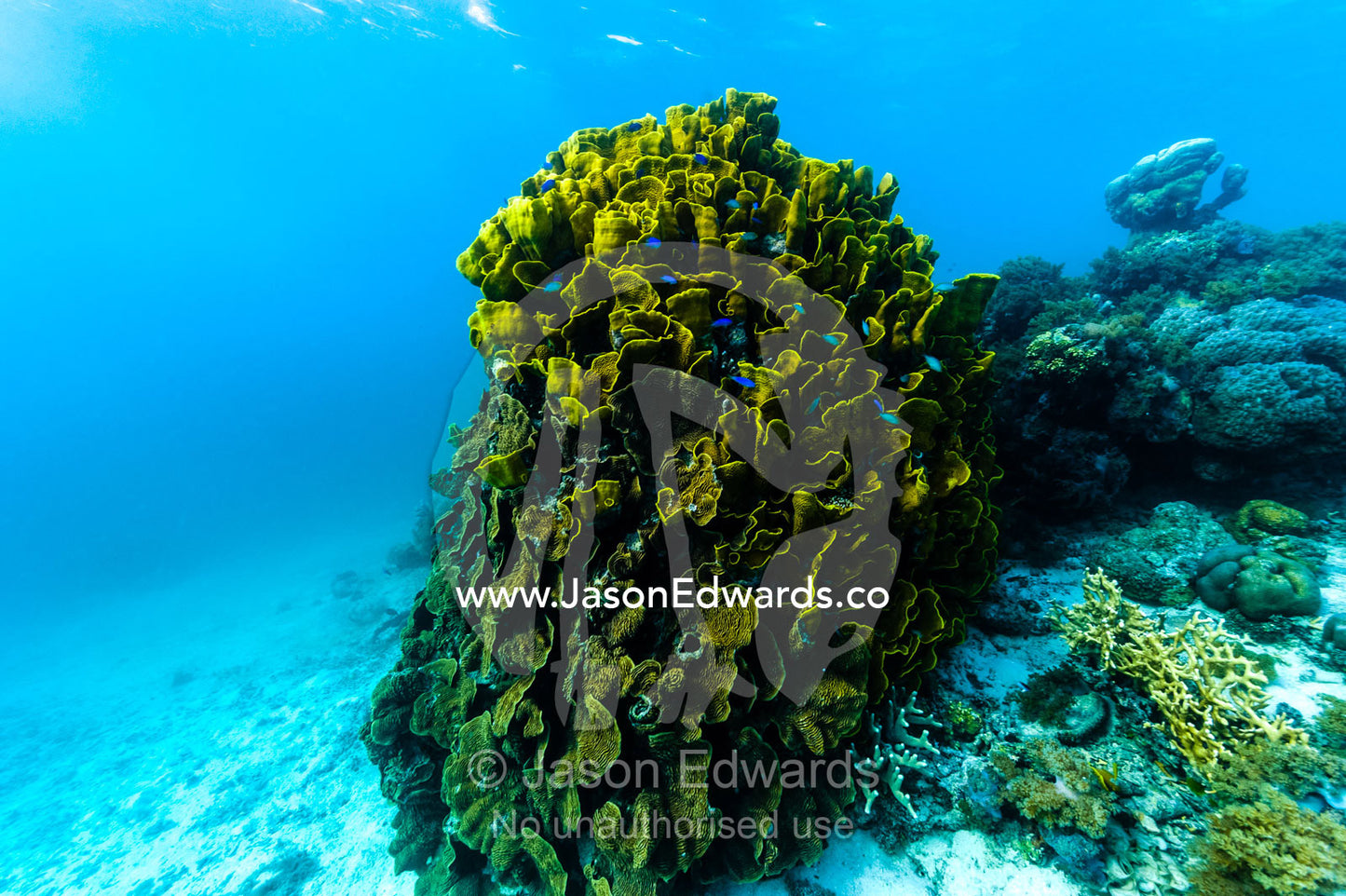 The twisted and wave-like folds of an enormous Vase Coral colony emerging from the ocean floor in a tropical reef. Fergusson Island, D'Entrecasteaux Islands, Papua New Guinea.