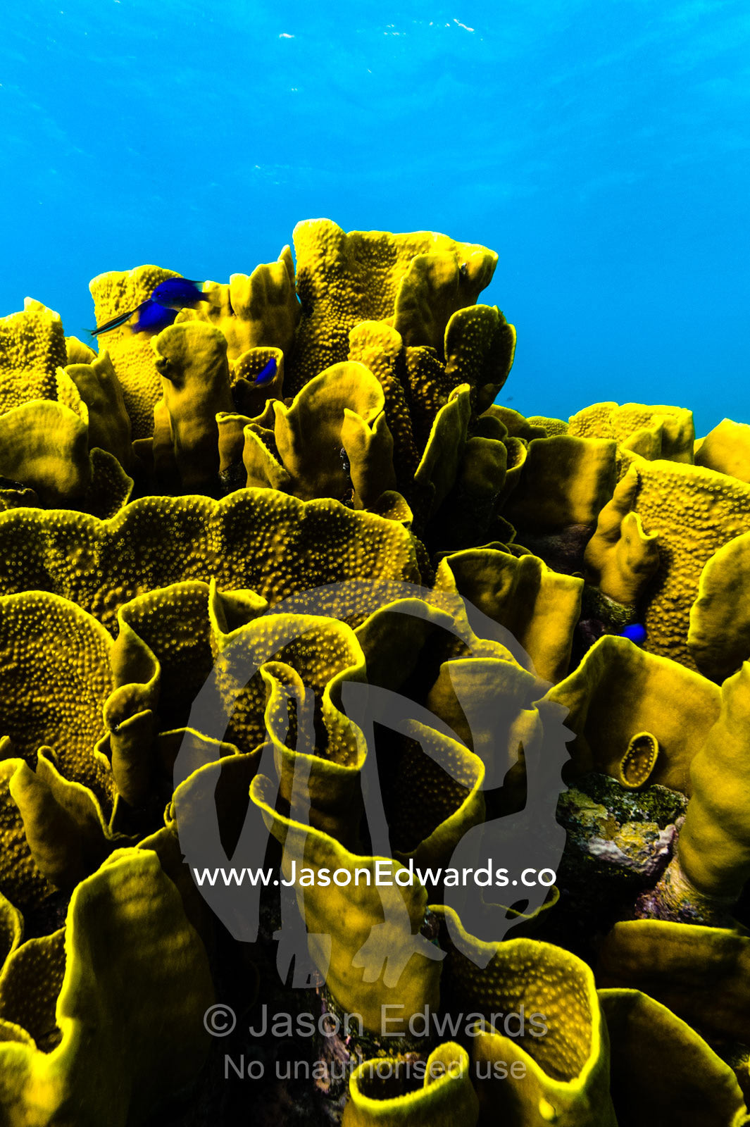 The twisted and wave-like folds of an enormous Vase Coral colony emerging from the ocean floor in a tropical reef. Fergusson Island, D'Entrecasteaux Islands, Papua New Guinea.