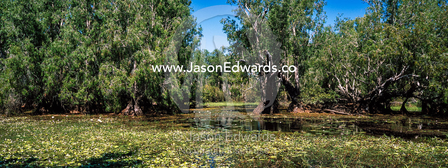 A flooded Paperbark swamp is the perfect habitat for a Saltwater Crocodile. Cooinda, Kakadu National Park, Northern Territory, Australia.