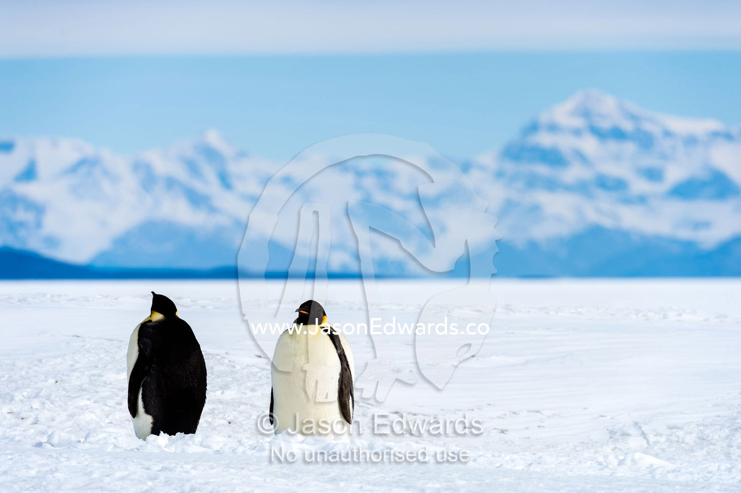 A pair of Emperor Penguins on the vast frozen plain of the Ross Ice Shelf. Ross Ice Shelf, Royal Society Range, Ross Island, Antarctica.