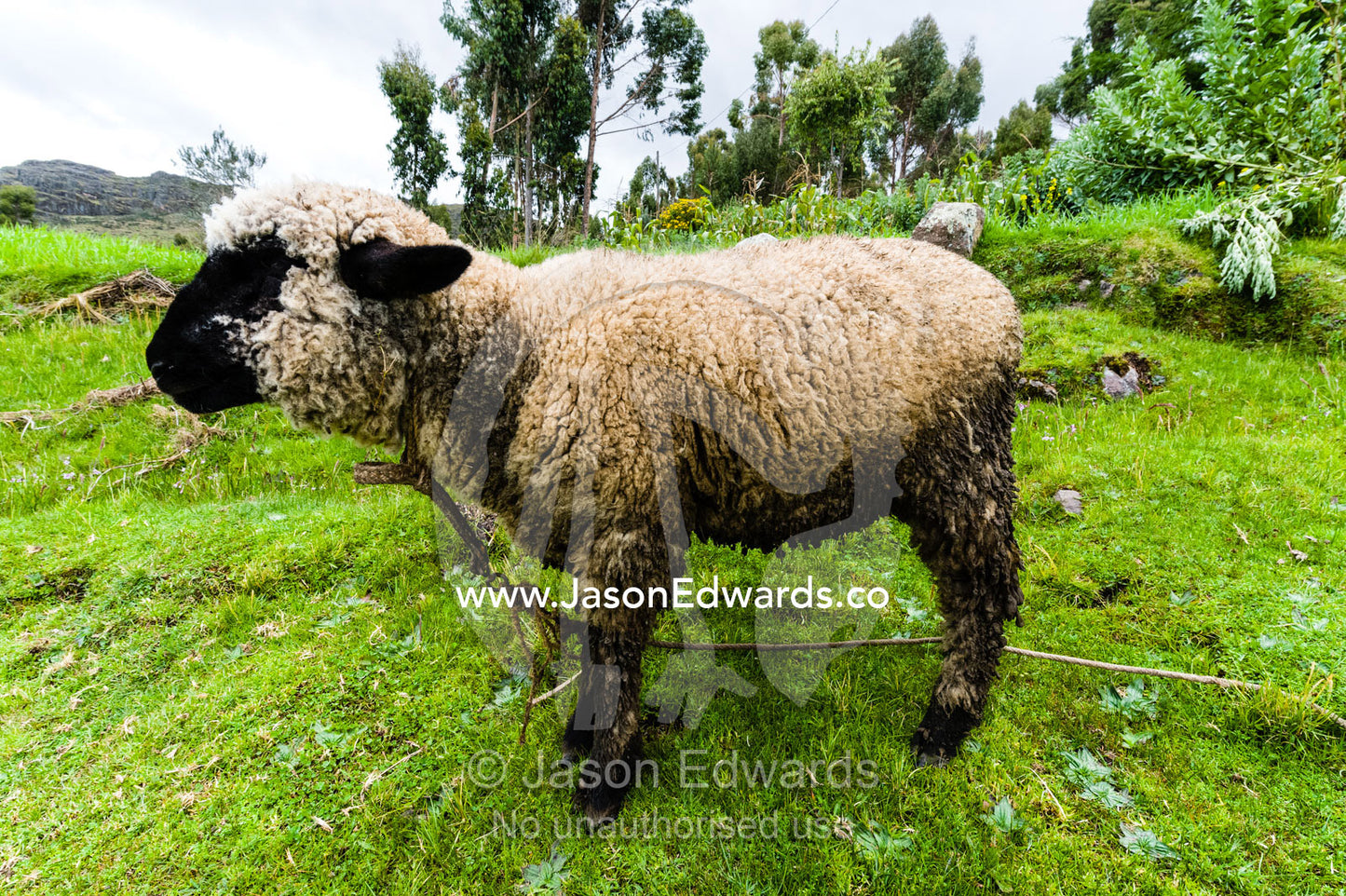 A black-faced sheep in a field in the Andes. Pisac, Peru.