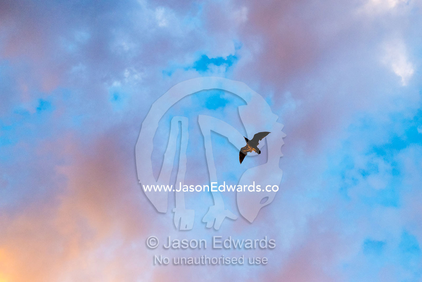 A Muttonbird Shearwater flying beneath the clouds at sunset. Victoria, Australia.