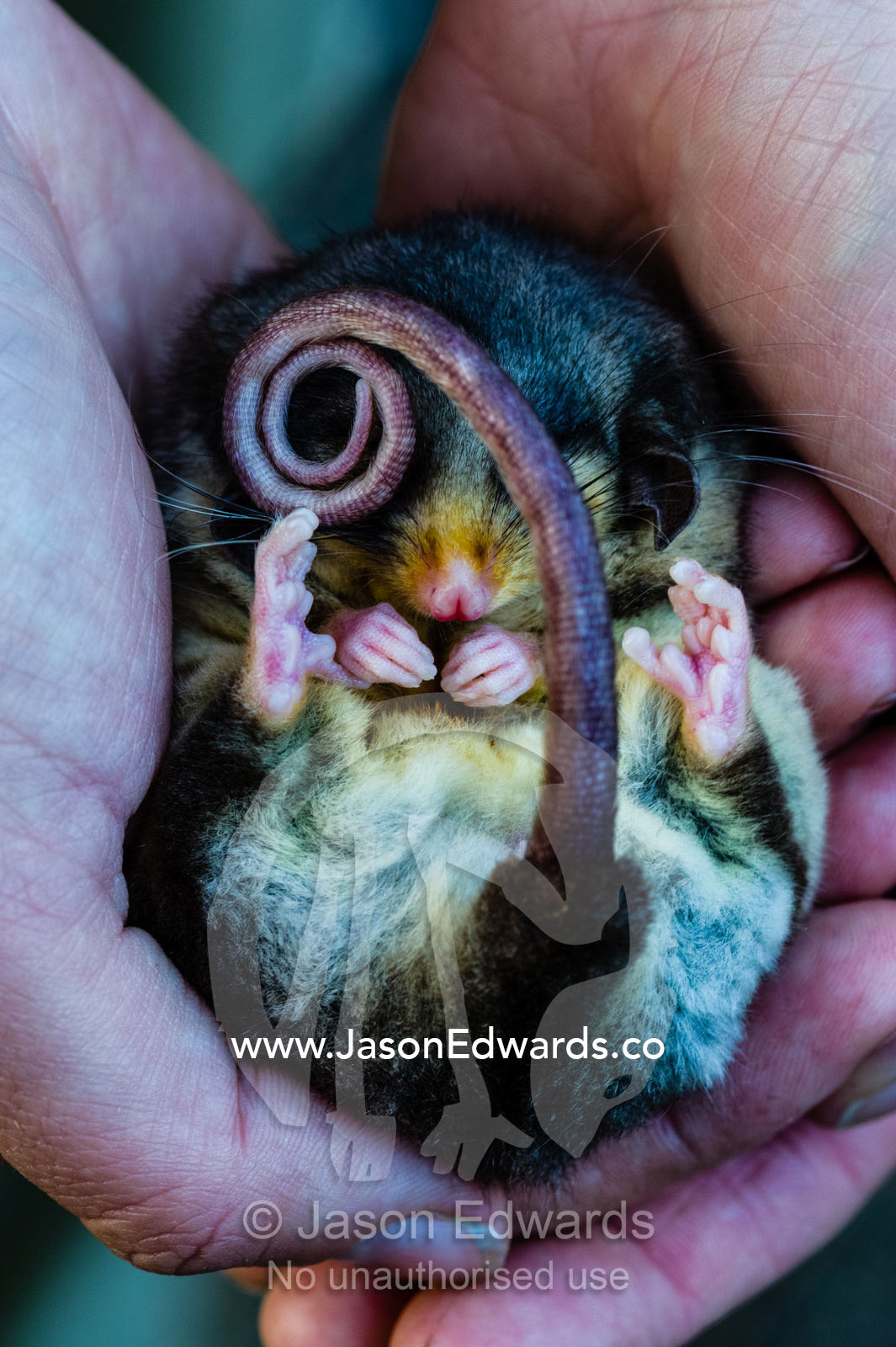 A critically endangered Mountain Pygmy Possum hibernating in a zoo keppers hands. Healesville, Healesville Sanctuary, Victoria, Australia