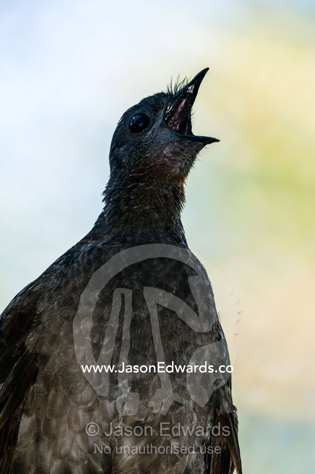 The Superb Lyrebird mimics artificial sounds it hears in the environment. Healesville, Victoria, Australia.