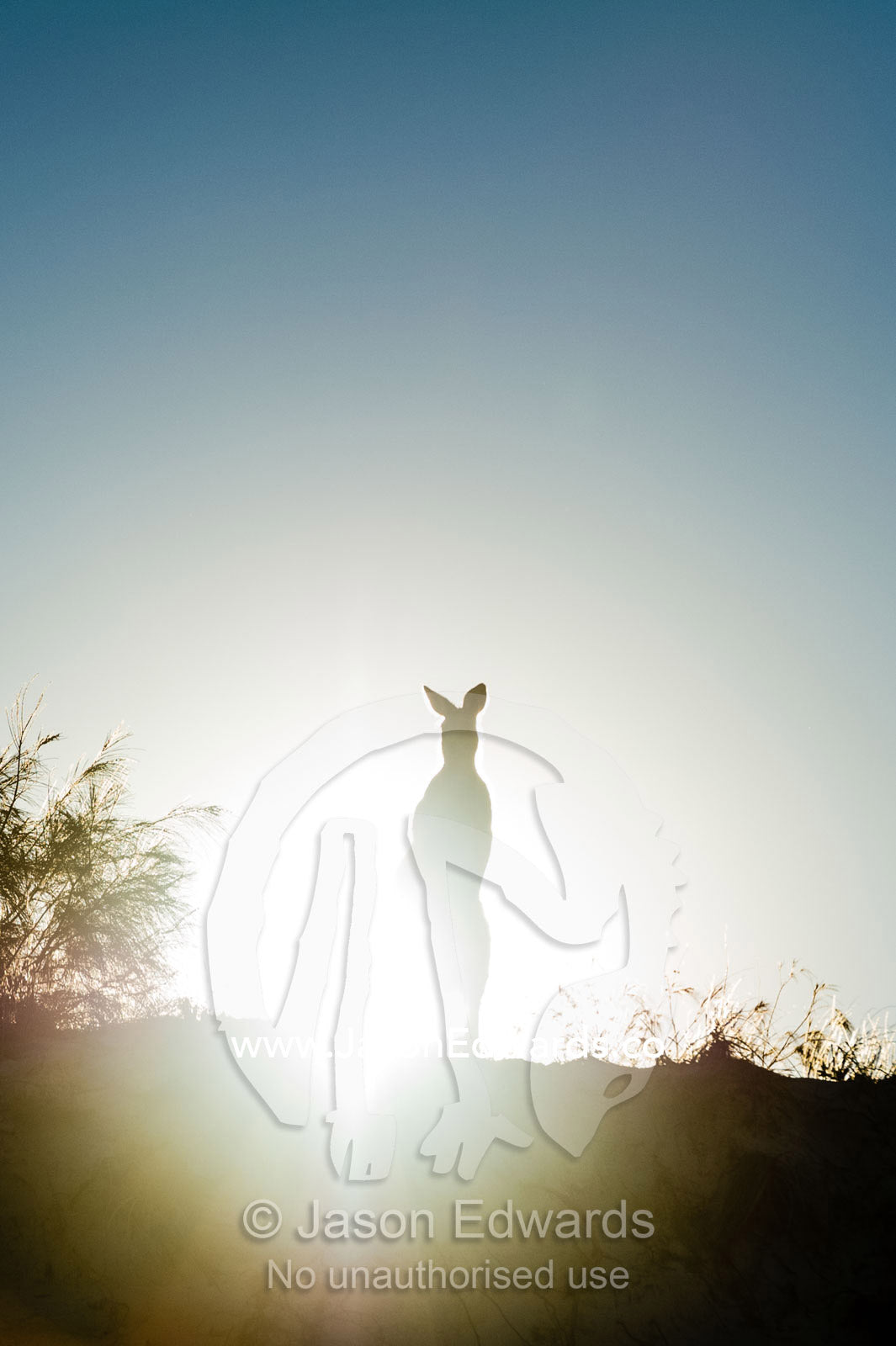 A silhouette of an Eastern Grey Kangaroo on a beach sand dune at sunset. Queensland, Australia.