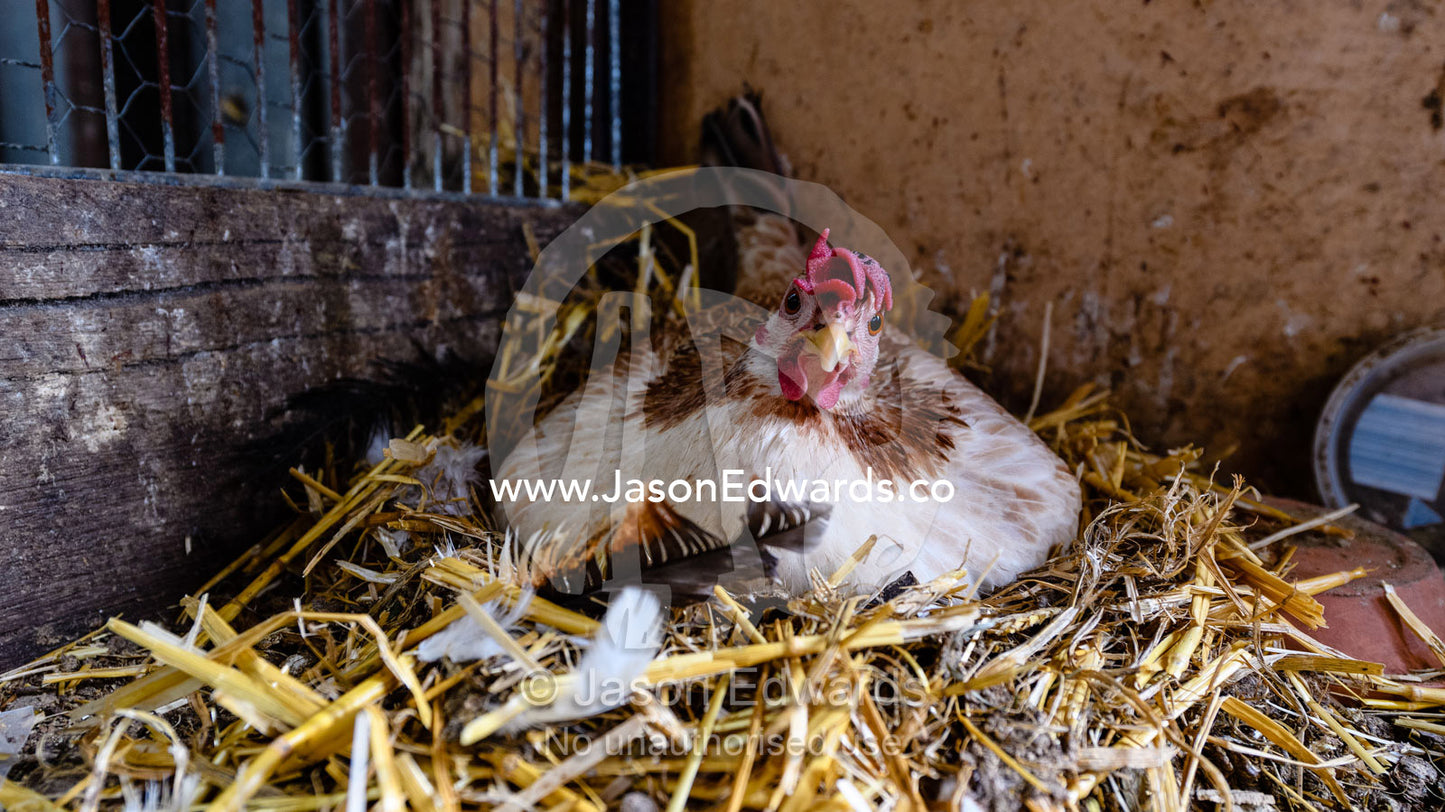 A chicken incubates an egg in a henhouse on a farm. Carrajung, Victoria, Australia.