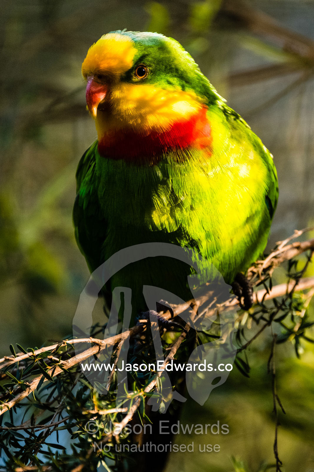 A colourful yellow and red Superb Parrot roosting in a tree. Healesville, Victoria, Australia.