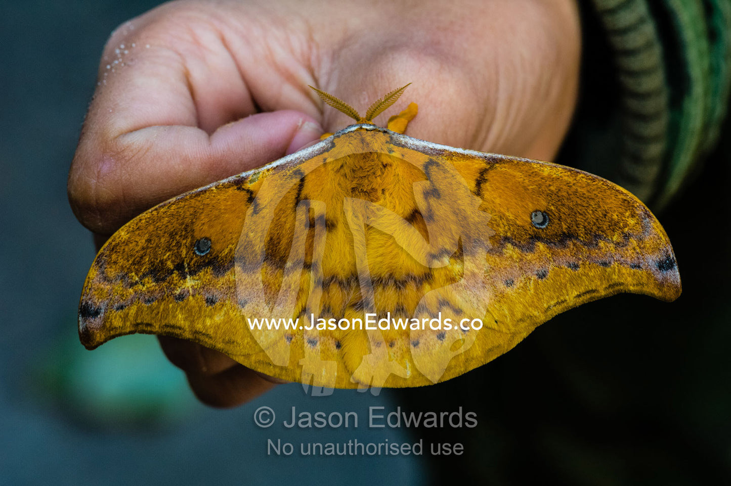 A large orange Emperor Moth janetta resting on a hand. Queensland, Australia.